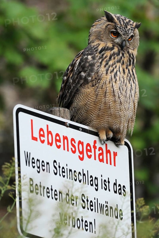 Eurasian Eagle-Owl (Bubo bubo) on warning sign, North Rhine-Westphalia, Germany