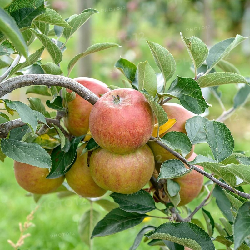 Apple (Malus domestica 'Holsteiner Cox'),  Germany
