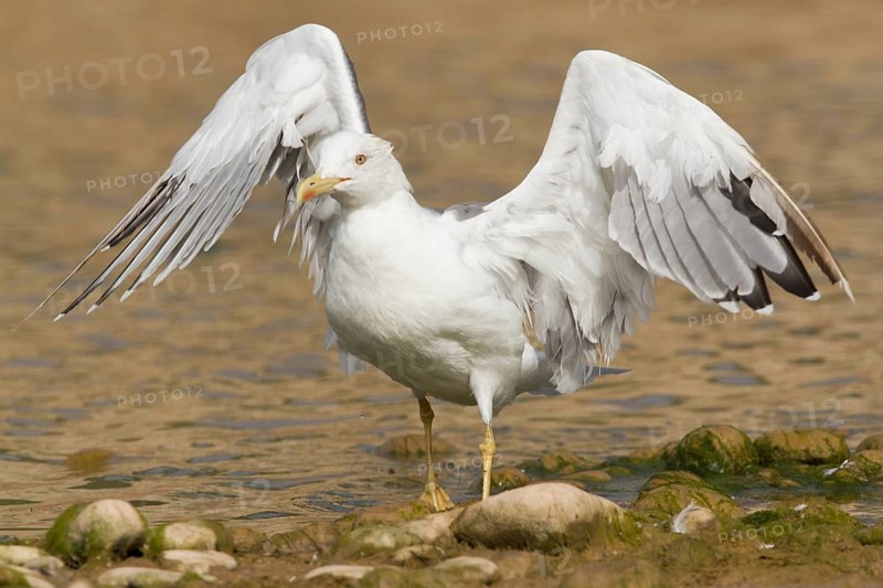 Yellow-legged Gull (Larus michahellis), Morocco