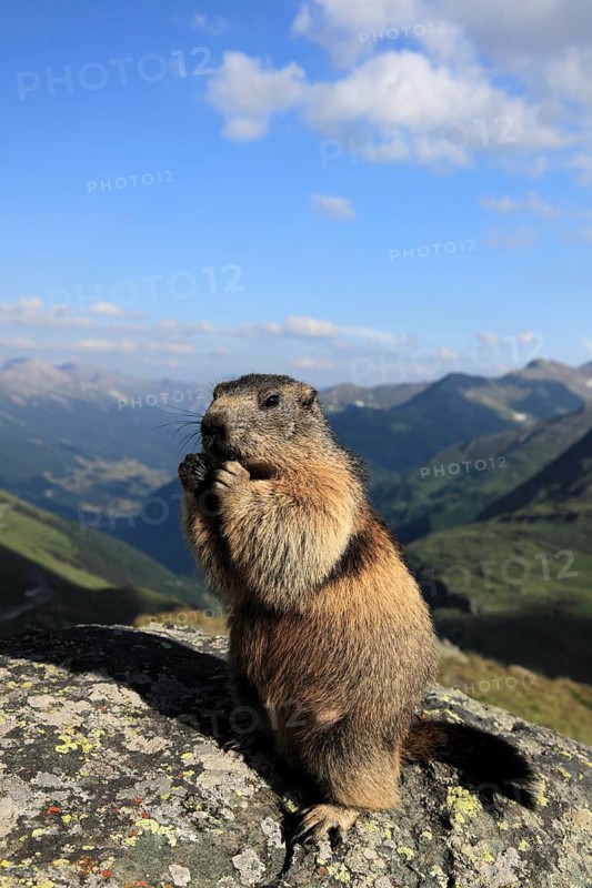 One adult Alpine Marmot, Marmota marmota, sitting erected on a rock, feeding on something. A valley and blue sky in the background