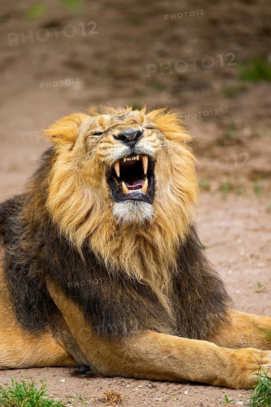 Asiatic lion (Panthera leo persica) yawing, male, portrait, captive, Germany
