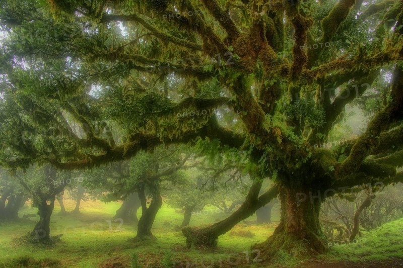 Europe, Portugal, Madeira, laurel forest, laurel trees, Fanal, Madeira, Portugal