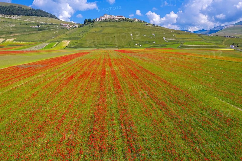 The lentil bloom in Castelluccio di Norcia, nestled in the Sibillini Mountains of the Italian Apennines (Umbria and Marche region, Italy) In the lentil fields also grow red poppies, daisies, cornflowers, wild orchids, gentians, mallow, borage, yarrow, primroses, and valerian