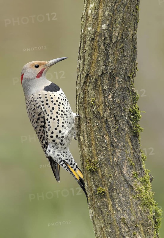 Northern Flicker (Colaptes auratus auratus), British Columbia, Canada