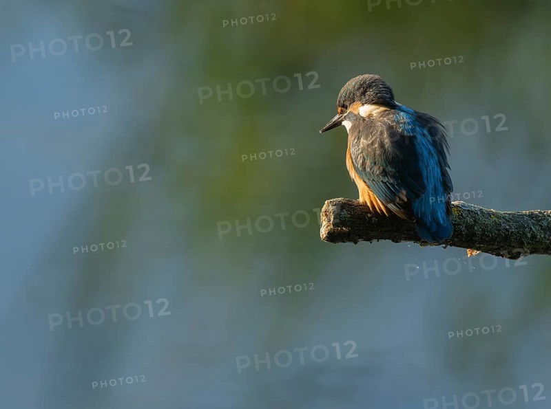 Kingfisher (Alcedo atthis) sitting on an old branch, perch and looking for prey, blue water behind, Lower Saxony, Germany