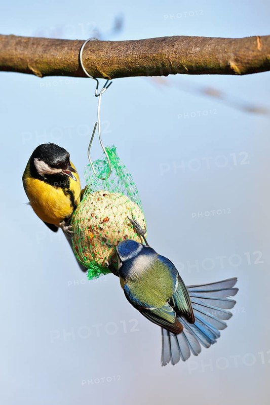 Great tit (Parus major) and blue tit (Cyanistes caeruleus, syn.: Parus caeruleus), two birds at a tit dumpling, winter feeding of songbirds, Middle Elbe Biosphere Reserve, Dessau-Roßlau, Saxony-Anhalt, Germany