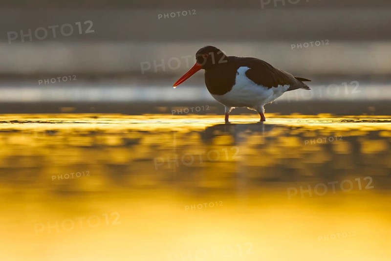 Eurasian Oystercatcher (Haematopus ostralegus), North Rhine-Westphalia, Germany
