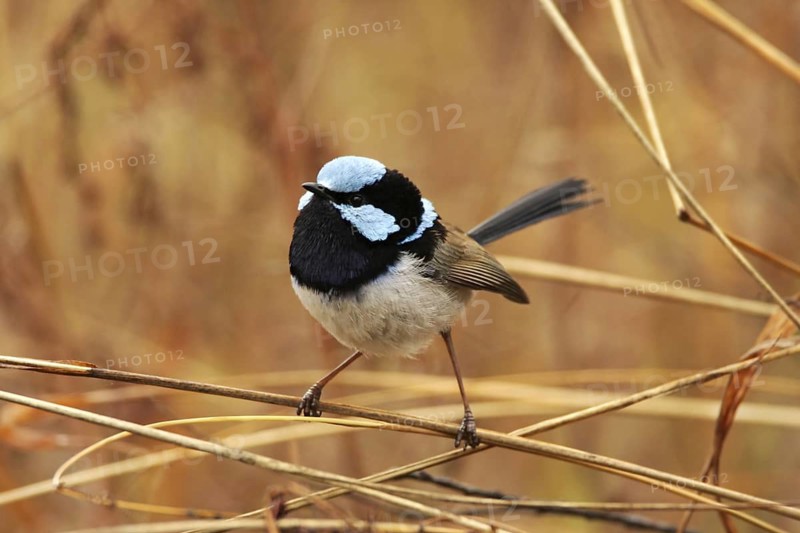 Superb Fairywren (Malurus cyaneus) male, Australian Capital Territory, Australia