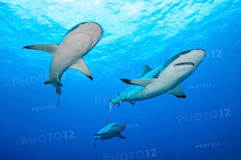 Underwater photo three Grey reef sharks (Carcharhinus amblyrhynchos) predator swim through open water blue sea, tropical seas, Red Sea, Indian Ocean, Pacific Ocean
