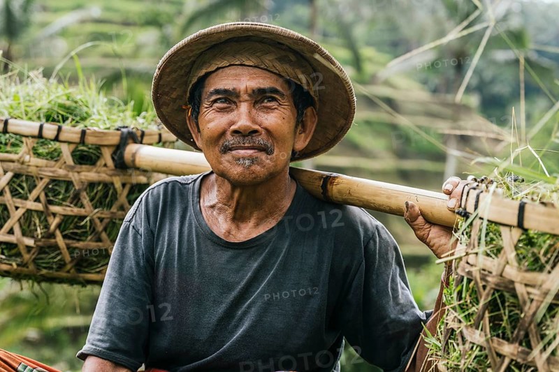 An Indonesian man, in traditional attire, transports freshly harvested rice plants in a rural area of Bali. He balances a heavy bamboo pole on his shoulders under a lush green background
