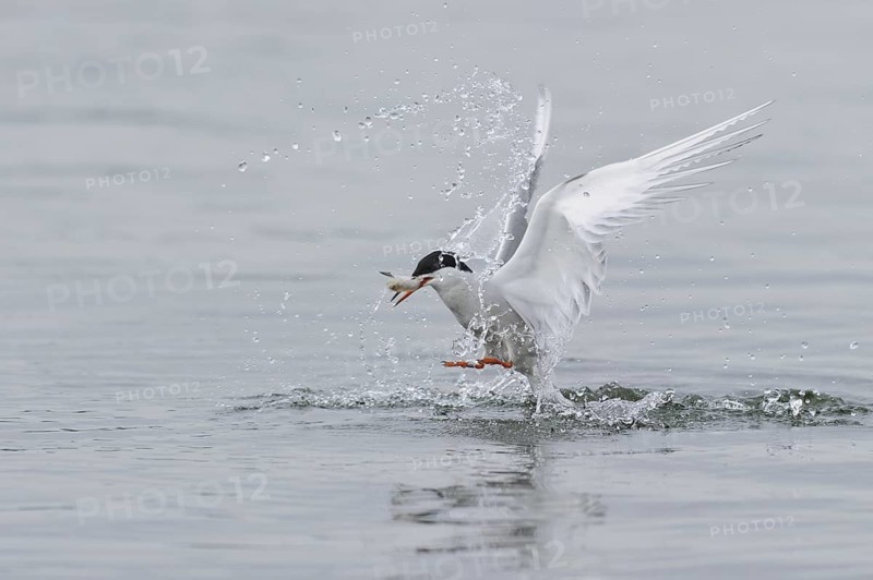 Common Tern (Sterna hirundo) flying, Lower Saxony, Germany