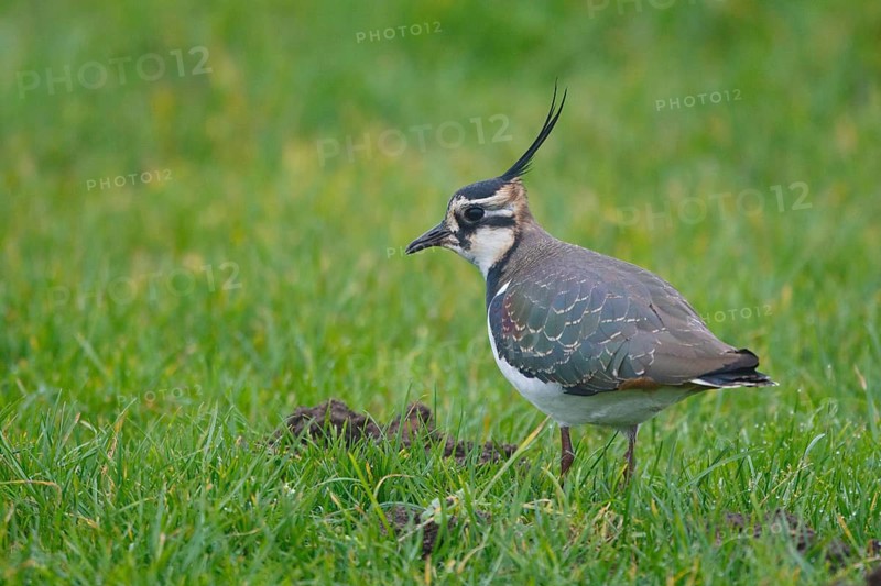 Northern Lapwing (Vanellus vanellus), Netherlands