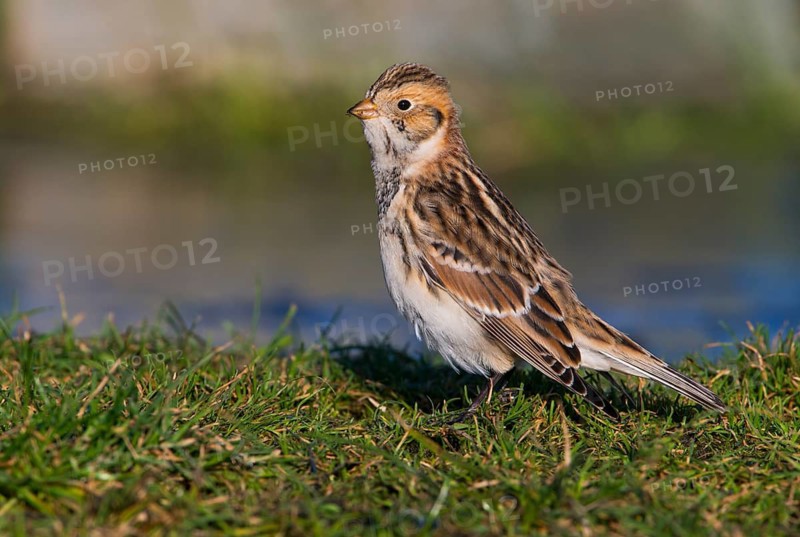 Lapland Longspur Winter Plumage (Calcarius lapponicus) - Victoria BC, Canada