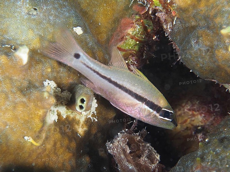 Eye-shadow cardinalfish (Pristiapogon exostigma)