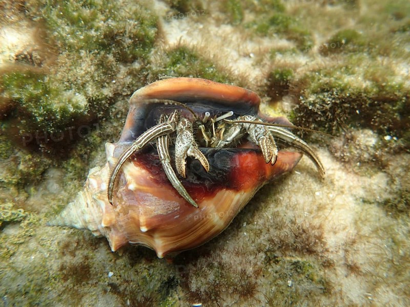 Hermit crab (Pagurus pollicaris)