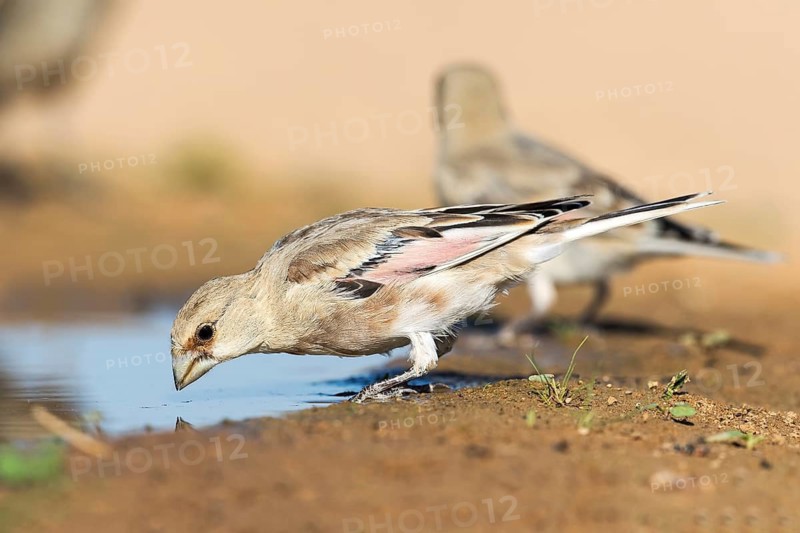 Desert Finch (Rhodospiza obsoleta) male juvenile, Eilat, Israel