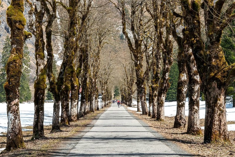 Allee mit Sycamore, Oytalstraße, Oytal, Oberstdorf, Oberallgäu, Allgäu, Bavaria, Germany