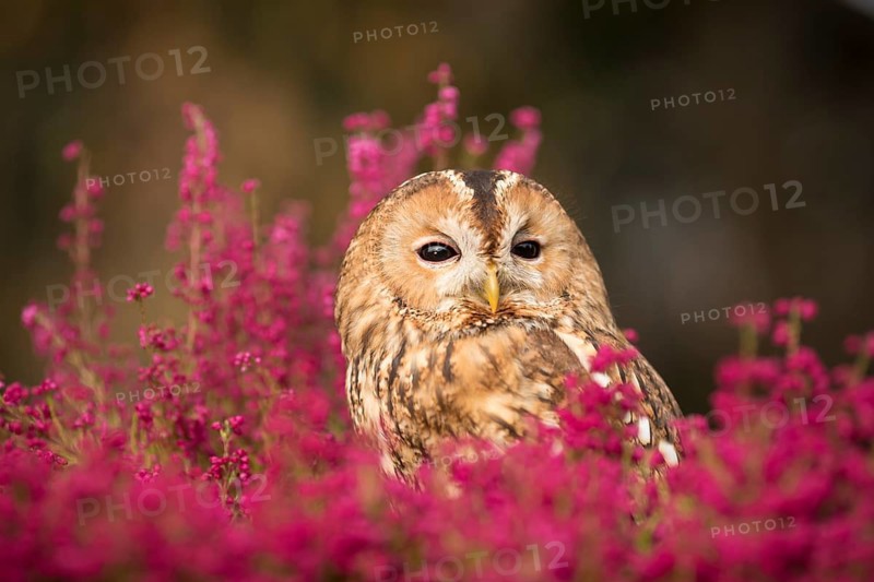 Tawny Owl (Strix aluco) captive, Germany