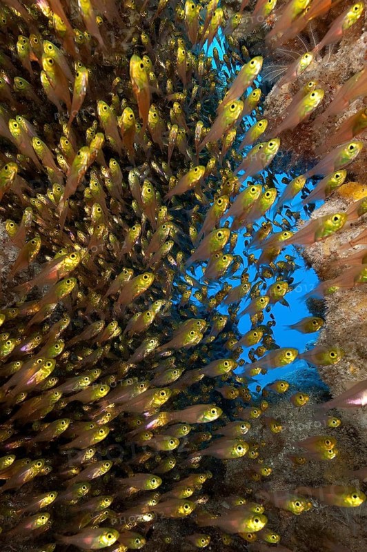Shoal of pigmy sweeper (Parapriacanthus ransonneti) swimming through small cave, Indo-Pacific, Indonesia