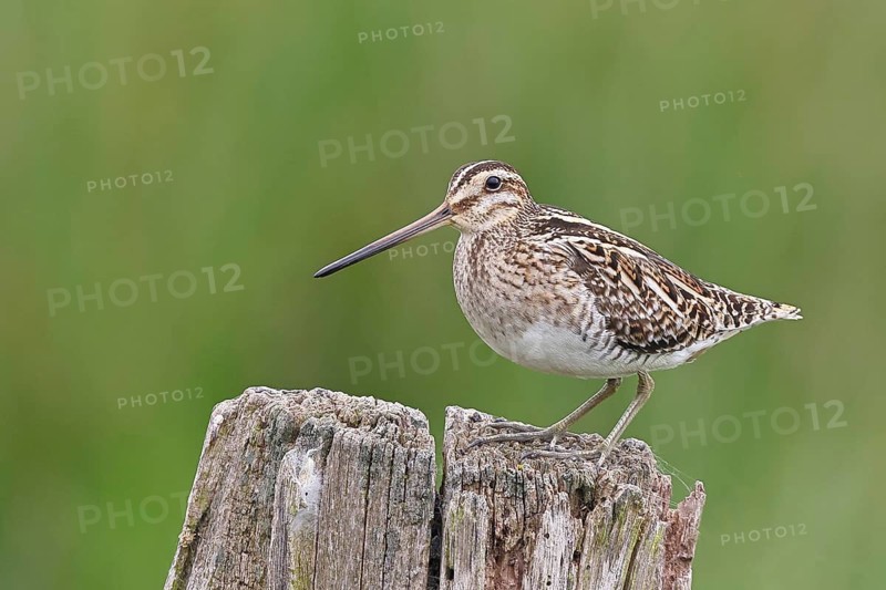 Snipe (Gallinago gallinago), standing on fence posts of a pasture, on moorland, snipe birds, wildlife, nature photography, Ochsenmoor, Naturpark Dümmer See, Hüde, Lower Saxony, Germany