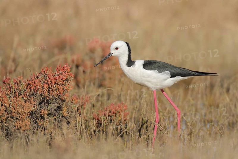 White-headed Stilt (Himantopus leucocephalus), Western Australia, Australia
