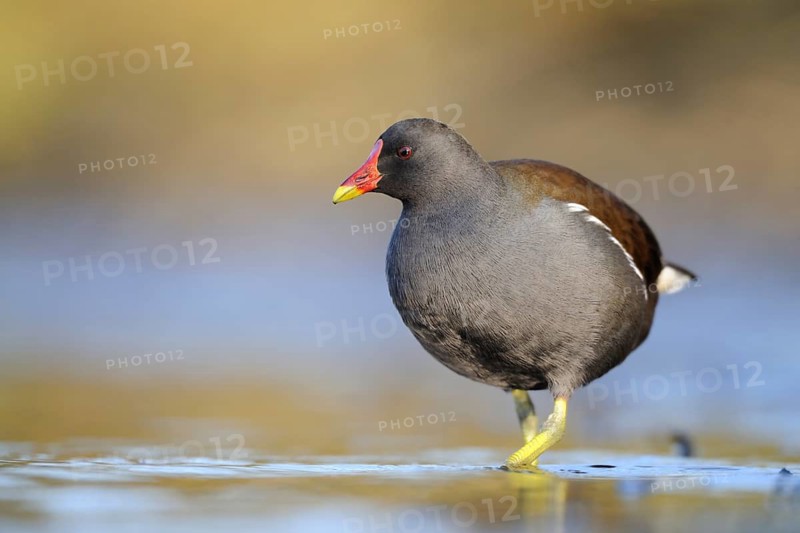Common Moorhen (Gallinula chloropus), North Rhine-Westphalia, Germany