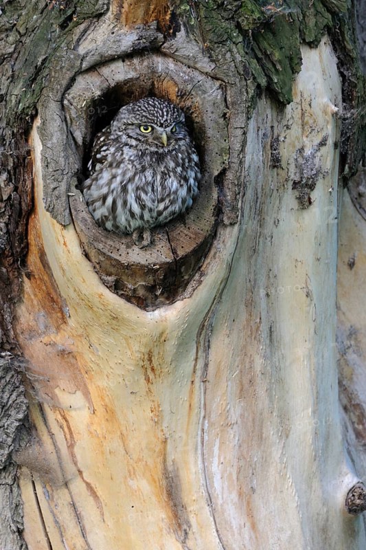 Little Owl (Athene noctua) peering out from nest hole in tree, North Rhine-Westphalia, Germany