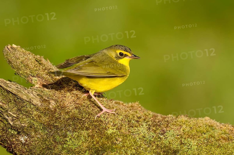 Kentucky Warbler (Geothlypis formosa) female perched on an old mossy trunk, Texas, USA