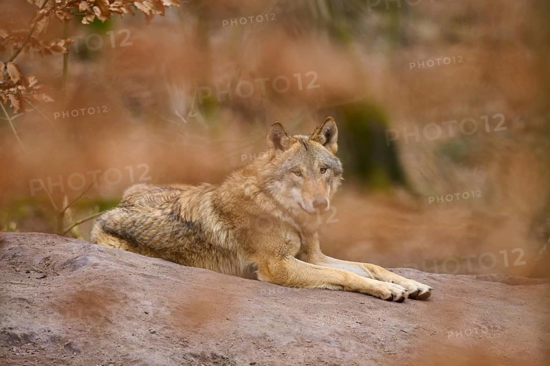 A wolf lying relaxed on a hill in an autumn forest, surrounded by brown leaves, Wolf (Canis Lupus), Germany