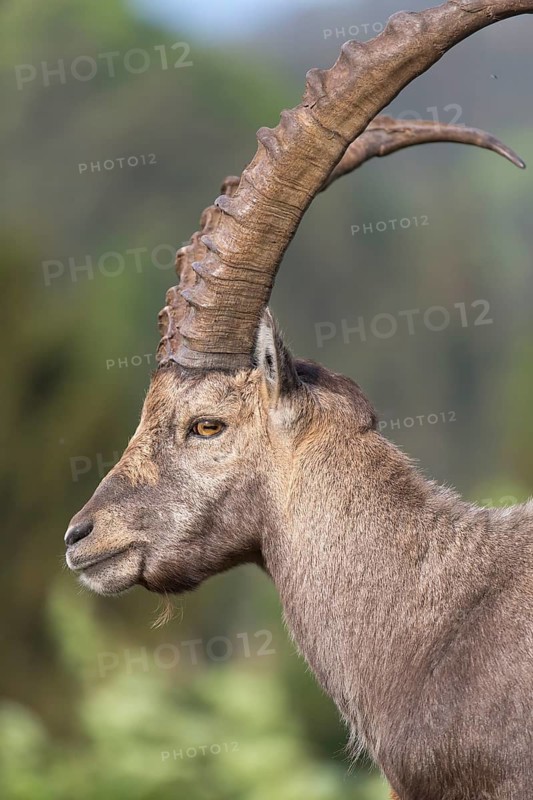 One adult ibex (Capra ibex) side portrait with late sunlight, vertical. Green vegetation in the background