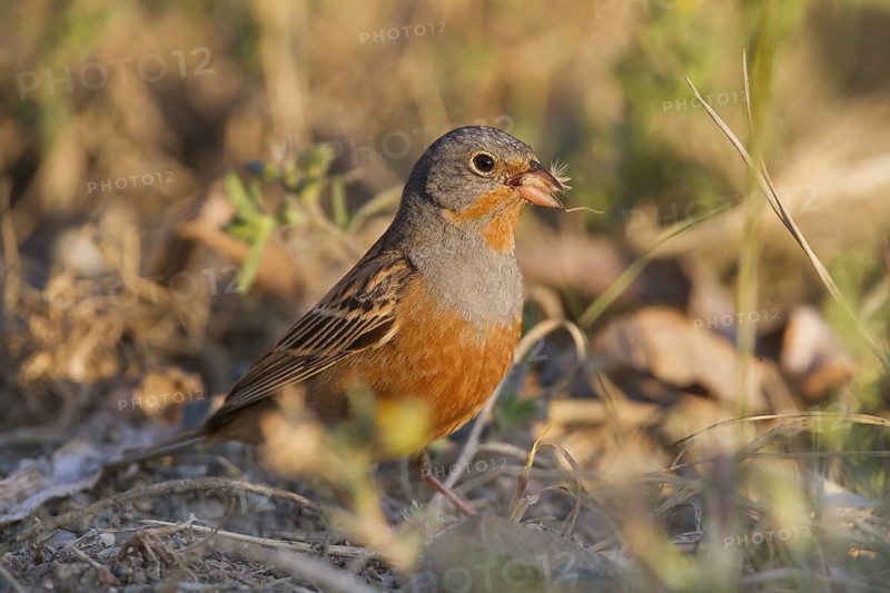 Cretzschmar's Bunting - Grauortolan - Emberiza caesia, Cyprus, adult male