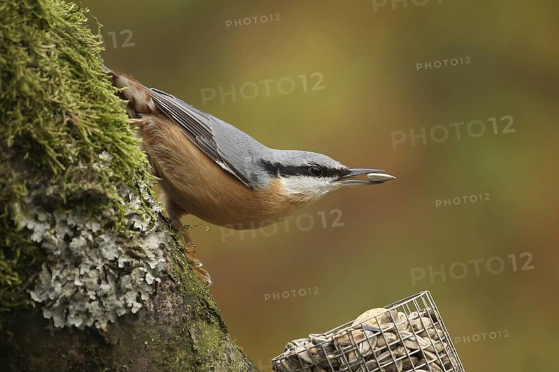 Eurasian Nuthatch (Sitta europaea), Lower Saxony, Germany