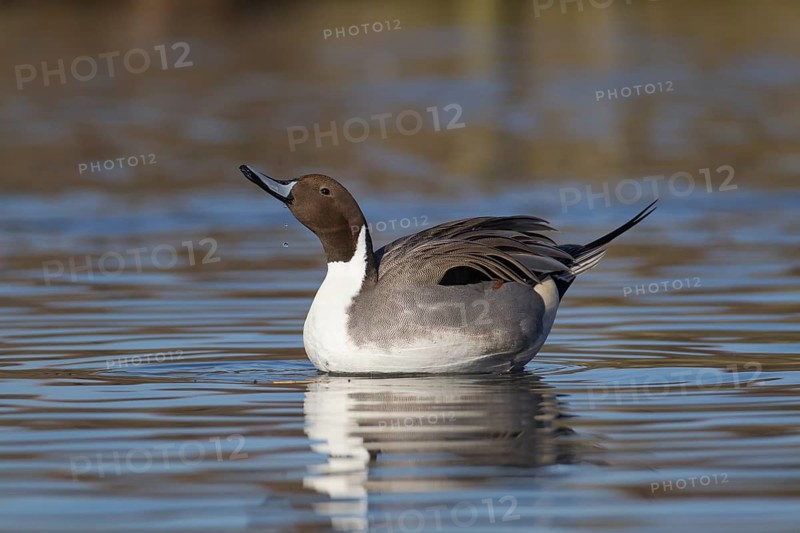 Northern pintail duck (Anas acuta) adult male bird drinking on a lake, England, United Kingdom