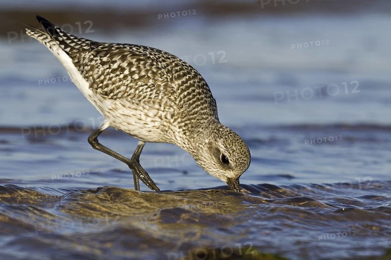 Grey Plover (Pluvialis squatarola), Asturias, Spain