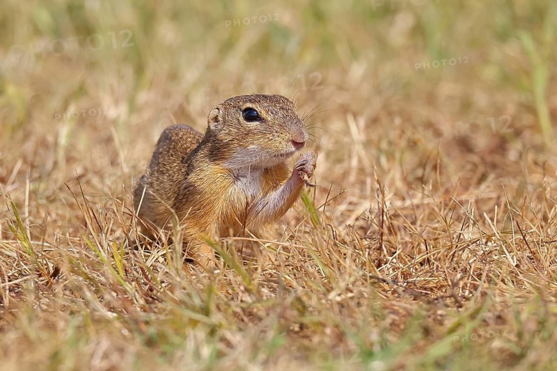 European ground squirrel (Spermophilus citellus) in a meadow, Burgenland Austria
