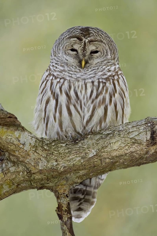 Barred Owl (Strix varia), Ontario, Canada