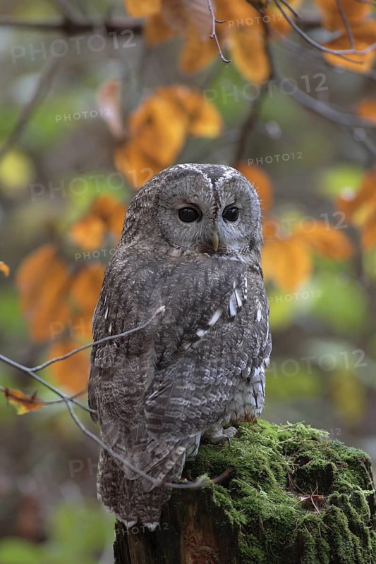 Waldkauz; lat. Strix alco; auf Baumstumpf mit Herbstlaub