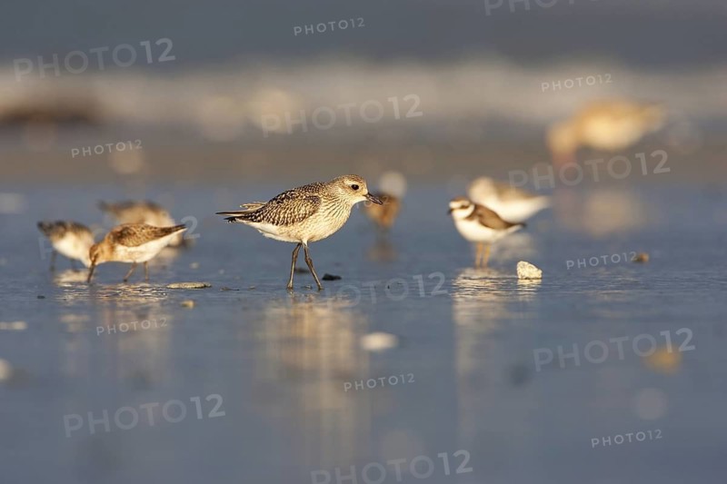 Grey Plover (Pluvialis squatarola), Schleswig-Holstein, Germany