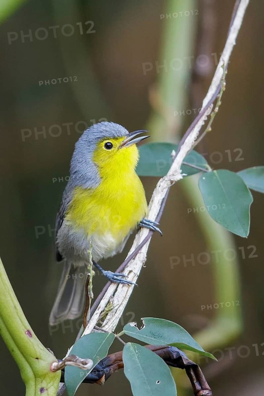 Oriente Warbler (Teretistris fornsi) perched on a branch in Cuba