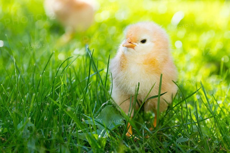 Chicks of domestic fowl (Gallus gallus domesticus) in the meadow