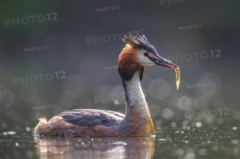 Great Crested Grebe (Podiceps cristatus), North Rhine-Westphalia, Germany