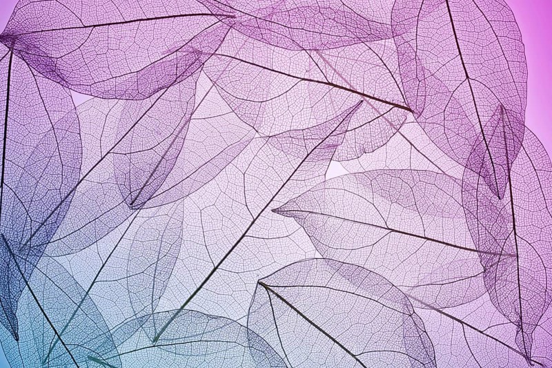 A serene composition of leaves showing their intricate skeleton textures in soft purple and pink hues. This image captures the delicate details and natural beauty of leaves