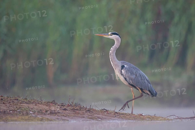 Grey Heron (Ardea cinerea) foraging in swallow water on foggy morning, North Rhine-Westphalia, Germany