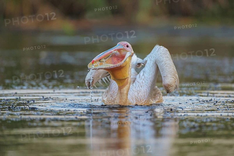 Great White Pelican (Pelecanus onocrotalus) eating fish, Danube-Delta, Romania