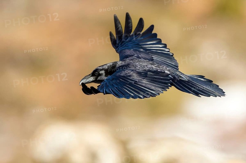 Northern Raven (Corvus corax) flying, Castile and Leon, Spain