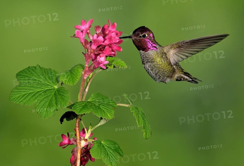 Anna's Hummingbird Male (Calypte anna) - Victoria BC, Canada