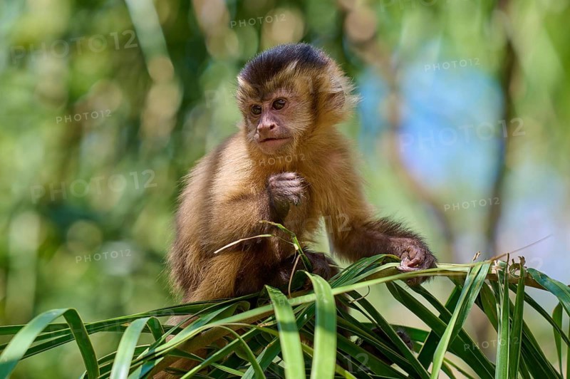 A capuchin monkey sits pensively on a branch in a natural environment, Capuchin monkey (Sapajus apella), Pantanal, Mato Grosso, Brazil