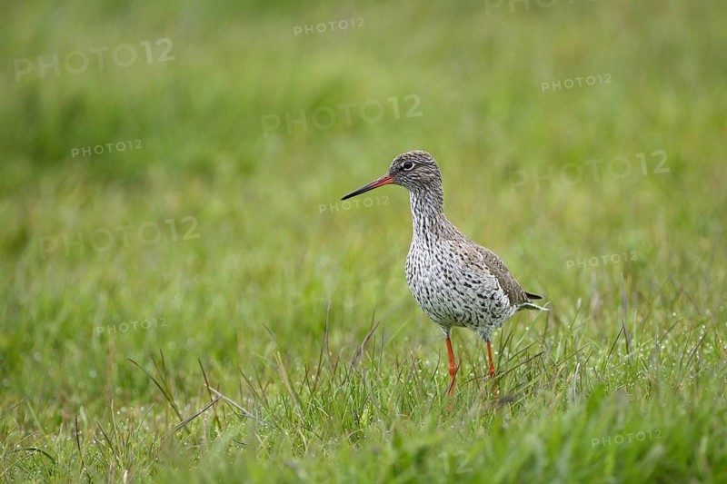 Rotschenkel (Tringa totanus), Redshank, April, Insel Texel, Nordholland, Nordsee, Niederlande