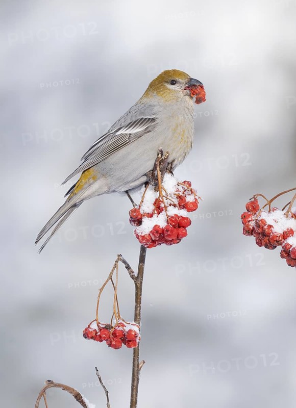 Pine Grosbeak (Pinicola enucleator) female feeding on red berries, Alaska, USA