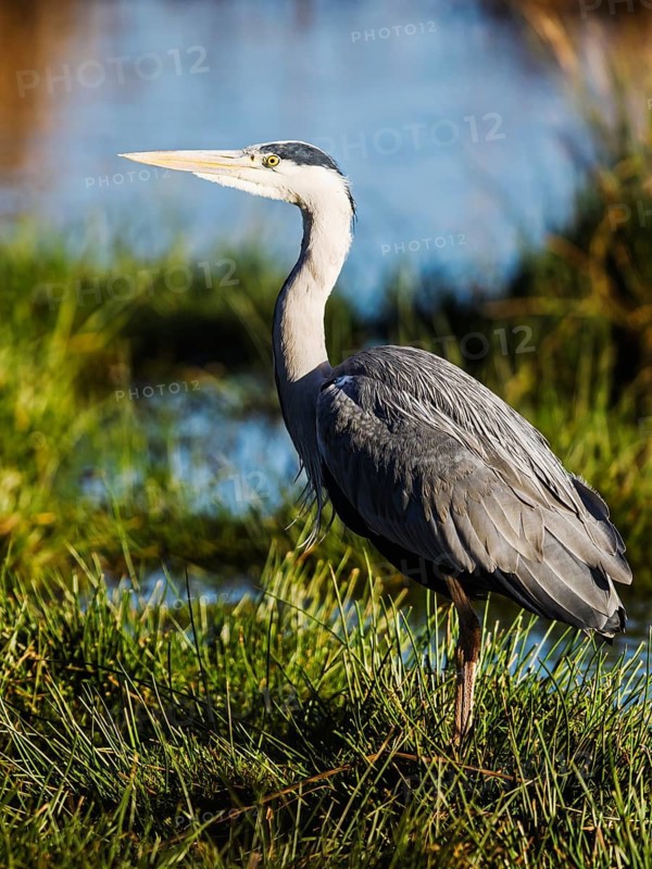 Grey Heron, Ardea cinerea, bird in winter on marshes in winter